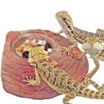 Healthy Fruit Mix Instant Meal for Reptiles