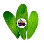Fresh Prickly Pear Cactus for Tortoises and Iguanas