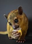 Mixed Fruit Jelly Pots for Fruit-Eating Reptiles