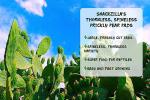 Fresh Prickly Pear Cactus for Tortoises and Iguanas