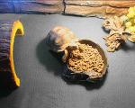 Large Reptile Carpet Bedding Mat for Terrariums