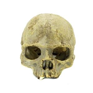 Aquarium Skull Ornament for Reptiles and Snakes