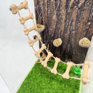 Magnetic Rope Bridge for Jumping Spiders