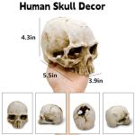 Skull Decor for Reptile Terrariums and Enclosures