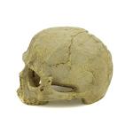 Aquarium Skull Ornament for Reptiles and Snakes