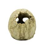 Aquarium Skull Ornament for Reptiles and Snakes