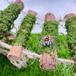 Wood Climbing Bridge for Jumping Spiders