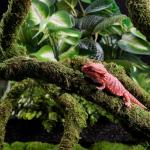 Bendable Moss Vine for Reptile Enclosures, 9.8 FT