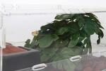 Fake Monstera Plants for Reptile Tanks and Terrariums