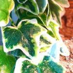 ReptiKing 12" Fake Plant for Reptile Tanks