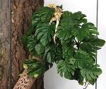 2 Pack Fake Monstera Plants for Reptile Tanks