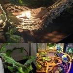 5-Piece Bearded Dragon Tank Accessories Set