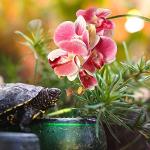 Artificial Phalaenopsis Plants for Reptile Habitats