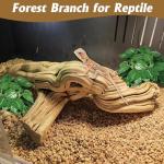 Large Natural Climbing Branch for Reptiles