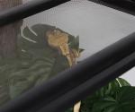 2 Pack Fake Monstera Plants for Reptile Tanks