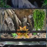Reptile Hanging Plants with Suction Cups