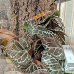 KERUIDENG Artificial Reptile Plants for Terrariums