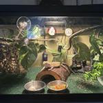5-Piece Bearded Dragon Tank Accessories Set