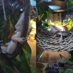 5-Piece Bearded Dragon Tank Accessories Set