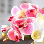 Artificial Phalaenopsis Plants for Reptile Habitats
