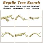 Large Natural Climbing Branch for Reptiles