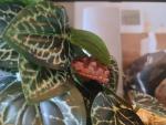 KERUIDENG Artificial Reptile Plants for Terrariums