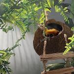 Crested Gecko Coconut Hut & Climbing Accessories