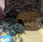 KERUIDENG Artificial Reptile Plants for Terrariums