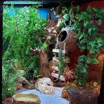 Crested Gecko Coconut Hut & Climbing Accessories