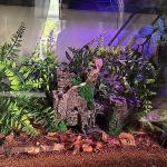 5-Piece Bearded Dragon Tank Accessories Set
