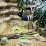Ball Python Climbing Toy with 5 Rings