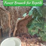 Natural Climbing Branches for Reptile Habitats - 4Pcs
