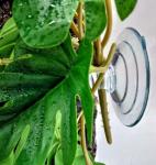 Fake Monstera Plants for Reptile Terrarium Decor