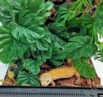 Fake Monstera Plants for Reptile Terrarium Decor
