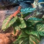 Fake Monstera Plants for Reptile Terrarium Decor