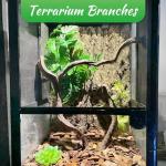 Natural Climbing Branches for Reptile Habitats - 4Pcs