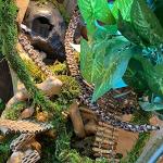 Bendable Reptile Vines with Suction Cups - 2 Pack