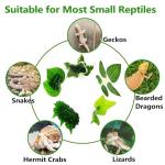 Small Reptile Plants with Suction Cups, 5-Pack