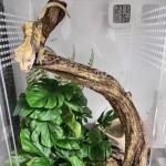 Fake Monstera Plants for Reptile Terrarium Decor