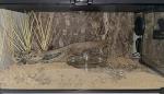 WOLEDOE Artificial Desert Grass for Reptile Habitats
