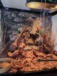 WOLEDOE Artificial Desert Grass for Reptile Habitats