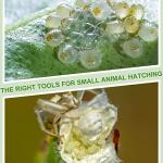 20 Pack Bug Breeding Box for Reptiles