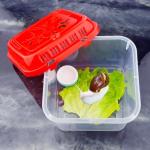 14-Pack Small Reptile Breeding and Hatching Boxes