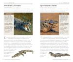 National Geographic Reptiles and Amphibians Pocket Guide