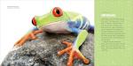 Kid's Guide to Reptiles: Explore Lizards and Frogs