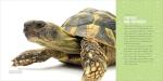 Kid's Guide to Reptiles: Explore Lizards and Frogs