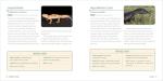Kid's Guide to Reptiles: Explore Lizards and Frogs