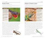 National Geographic Reptiles and Amphibians Pocket Guide