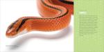 Kid's Guide to Reptiles: Explore Lizards and Frogs