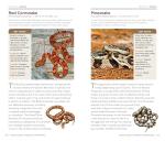 National Geographic Reptiles and Amphibians Pocket Guide